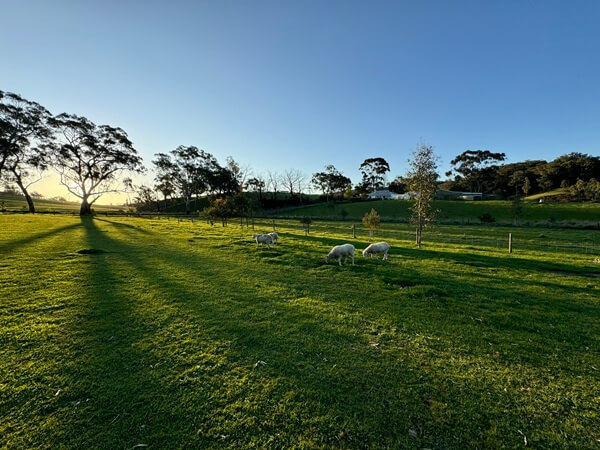 Image of safe and secure livestock