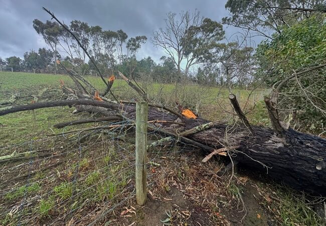 Image of a fallen tree